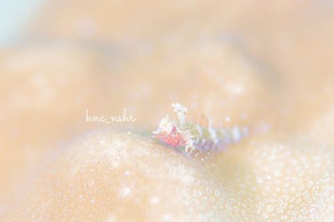 セグロヘビギンポ