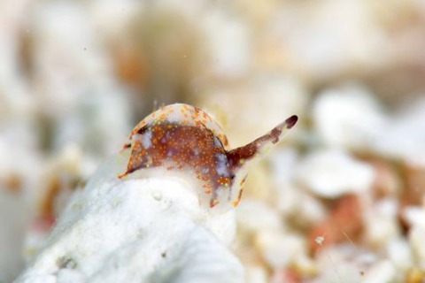 マダラウミコチョウ