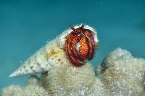 コモンヤドカリ