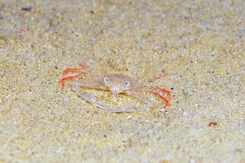 ワタリガニ科の1種