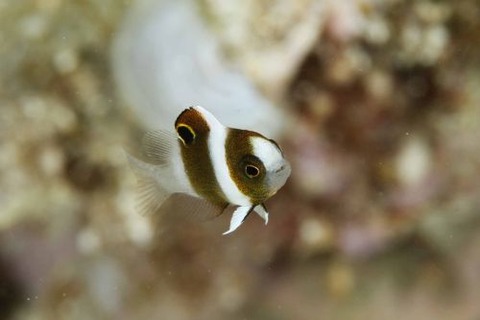 ダンダラスズメダイ