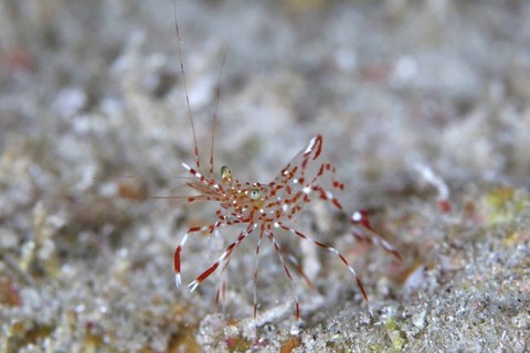 ベンテンコモンエビ