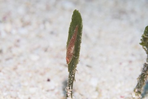 ウミショウブハゼ属の1種