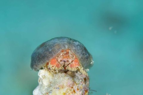 カイカムリ科の1種