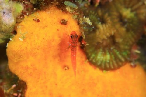 スジシマイソハゼ