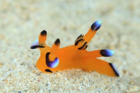 ウデフリツノザヤウミウシ