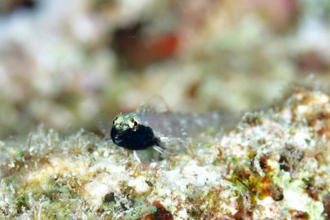 ヘビギンポ科の1種