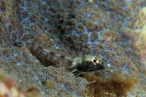 ヘビギンポ科の1種