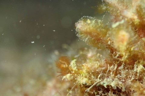 フィコカリス・シムランス