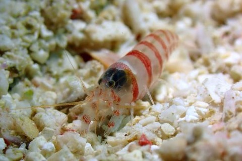 テッポウエビ科の1種