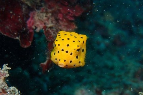 ミナミハコフグ