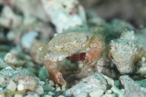 ゴイシガニ属の1種