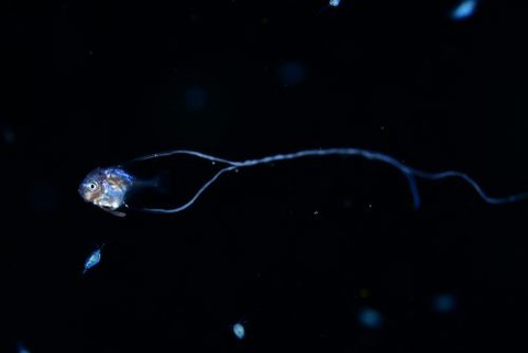 刺激的な水中生物