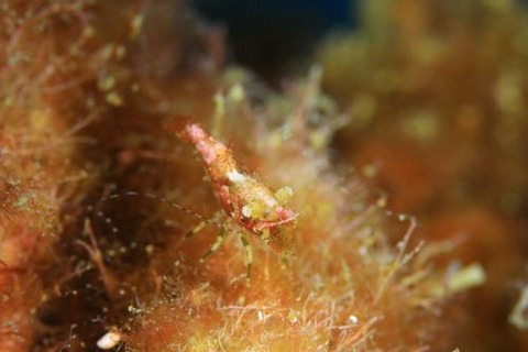 サンゴモエビ属の1種