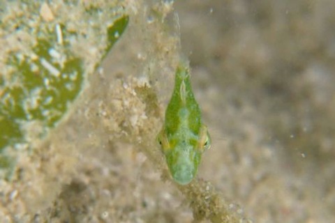 セダカカワハギ