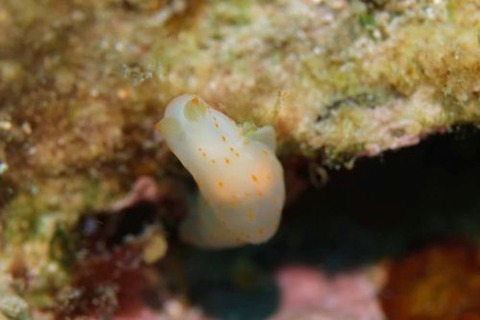 アカボシウミウシ