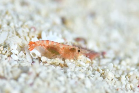 テッポウエビ科の1種