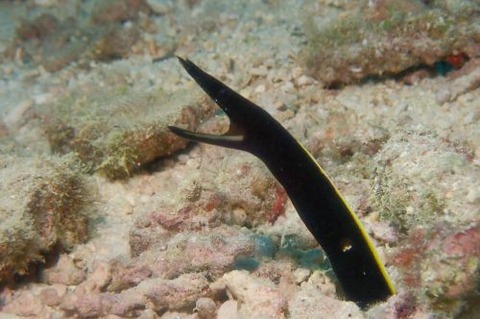 ハナヒゲウツボ