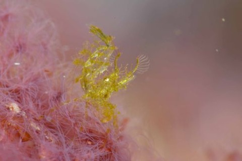 フィコカリス・シムランス