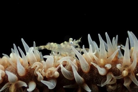 ムチカラマツエビ