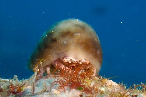 カイカムリ科の1種