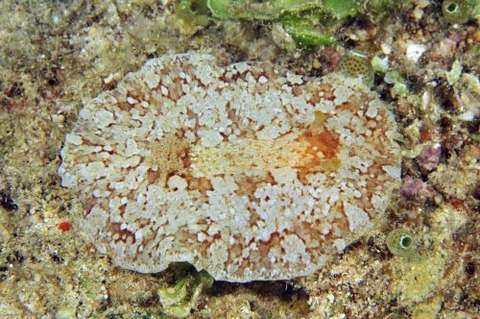 ウミウシ不明種