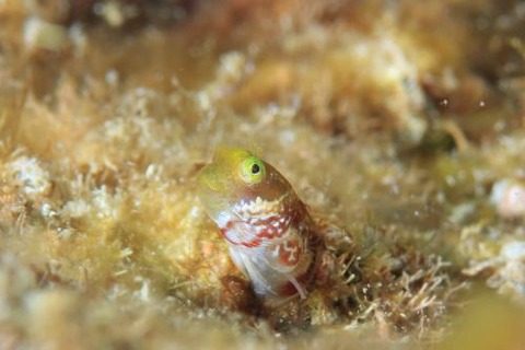 シシマイギンポ