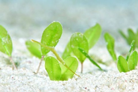 トガリモエビ属の1種