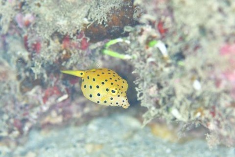 ミナミハコフグ