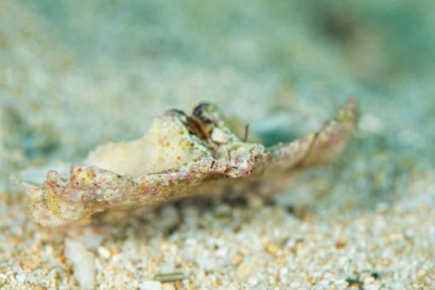 メンコヒシガニ