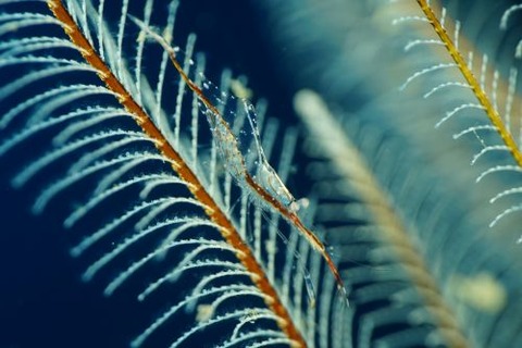 カゲロウカクレエビ