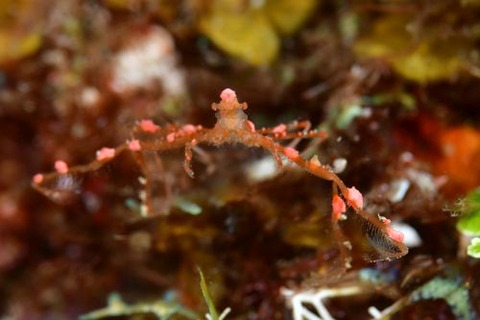 クモガニ科の1種
