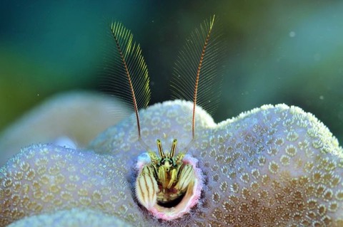 カンザシヤドカリ