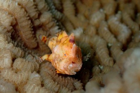 カエルアンコウモドキ