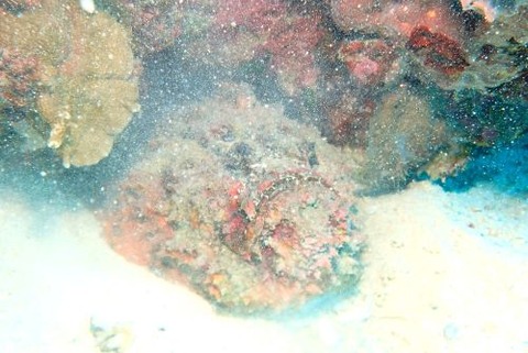 オニダルマオコゼ