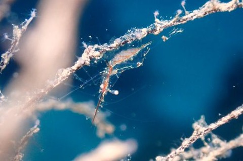 アカスジカクレエビ