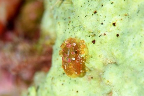 ホヤカクレエビ