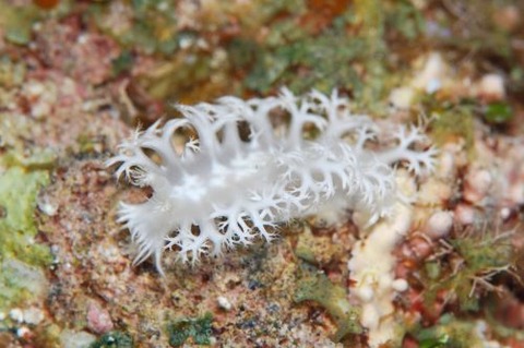 シロハナガサウミウシ