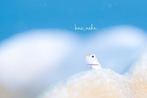 イシガキカエルウオ