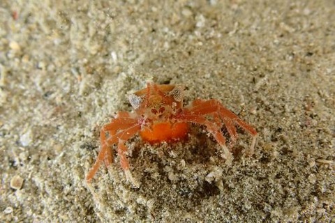 クモガニ科の1種