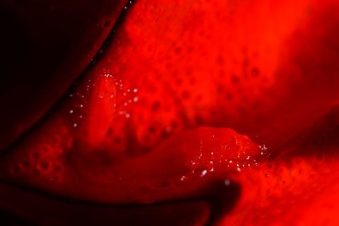 ヂェラストカリス・パロンアェ