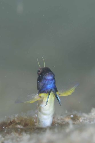 ロウソクギンポ