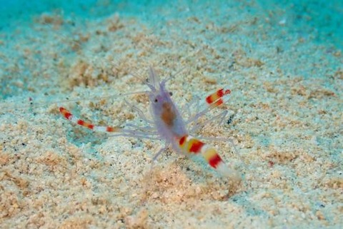 ステノプス・テヌイロストリス