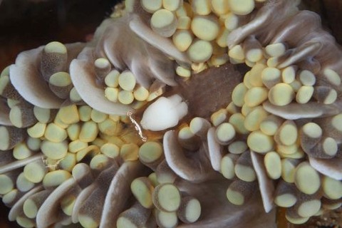 ウィル・エウフィリウス