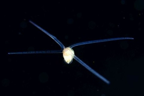 刺激的な水中生物