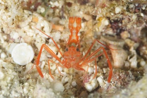 スベスベオトヒメエビ属の1種