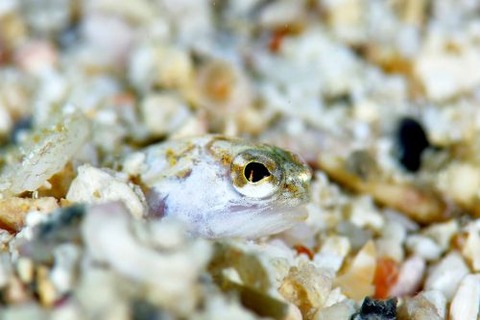 アゴアマダイ属の1種