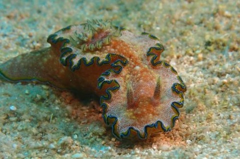 モンジャウミウシ