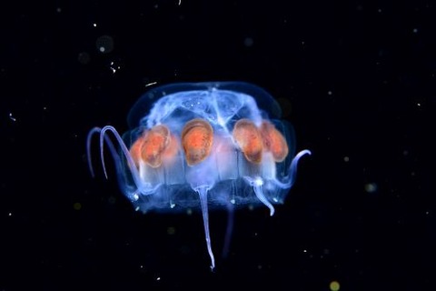 刺激的な水中生物