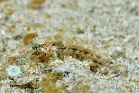 ヒシヒレオオモンハゼ